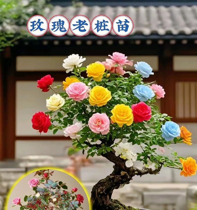 玫瑰花播种的最佳时机是什么时候？