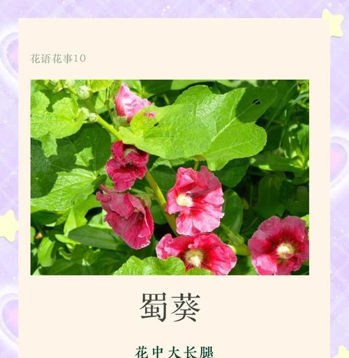 蜀葵怎么摘心？蜀葵摘叶的最佳时机是什么时候？
