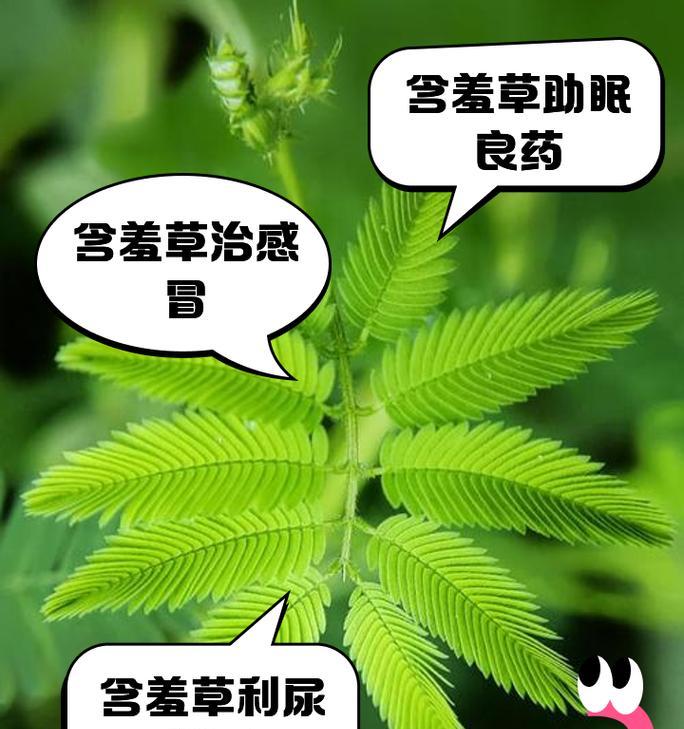 含羞草为什么会含羞？含羞草的生理特性是什么？