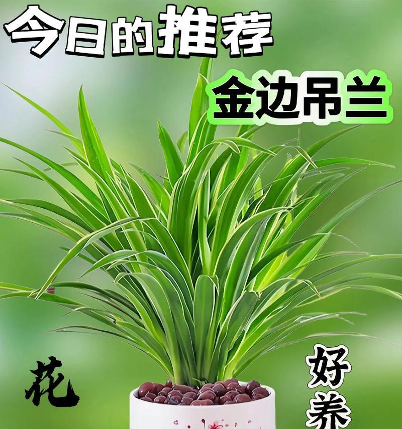 盆栽四季常青的有哪些？四季常青植物的选择和养护？