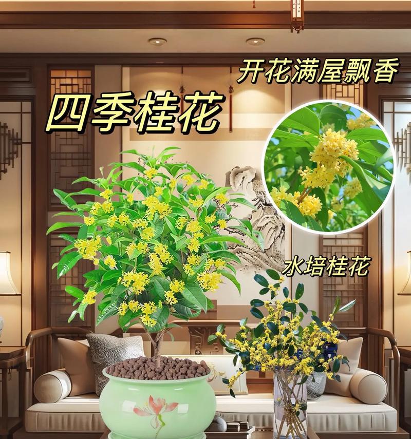 盆栽四季常青的有哪些？四季常青植物的选择和养护？