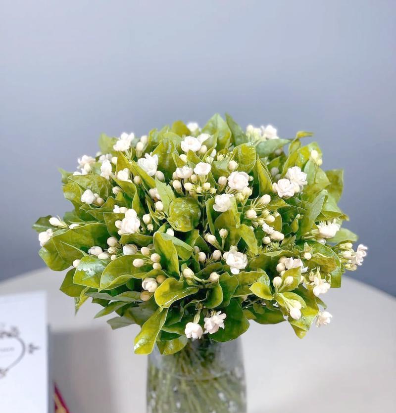 茉莉鲜切花如何保养？怎样延长花期？