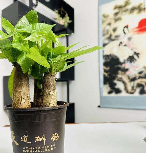 如何选择适合发财树的花盆？