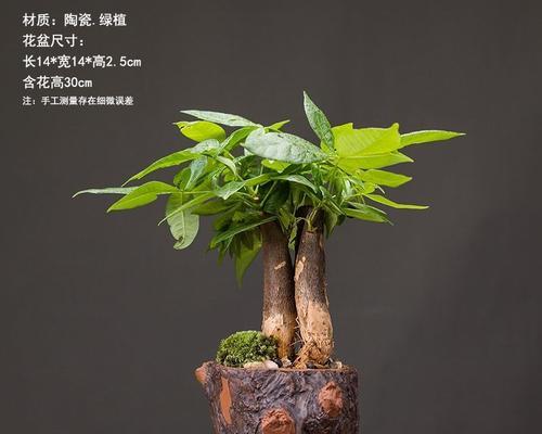 如何选择适合发财树的花盆？