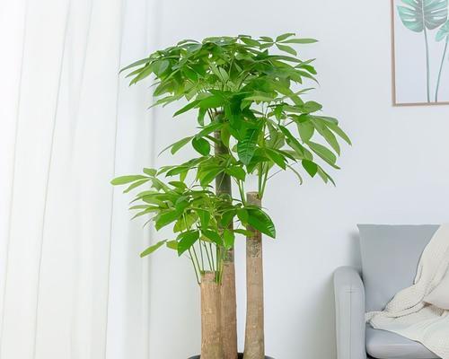 如何选择适合发财树的花盆？