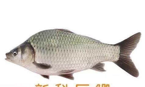 水花的养殖方法有哪些？需要注意哪些事项？