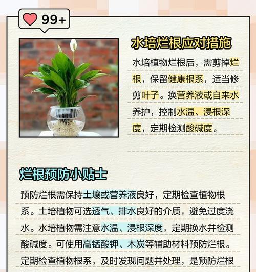 花卉烂根了应该怎么办？有哪些有效的处理方法？