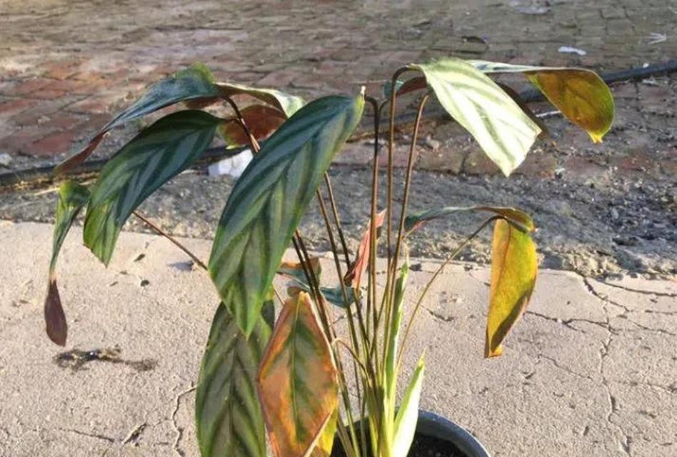 花卉烂根了应该怎么办？有哪些有效的处理方法？