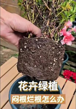 花卉烂根了应该怎么办？有哪些有效的处理方法？