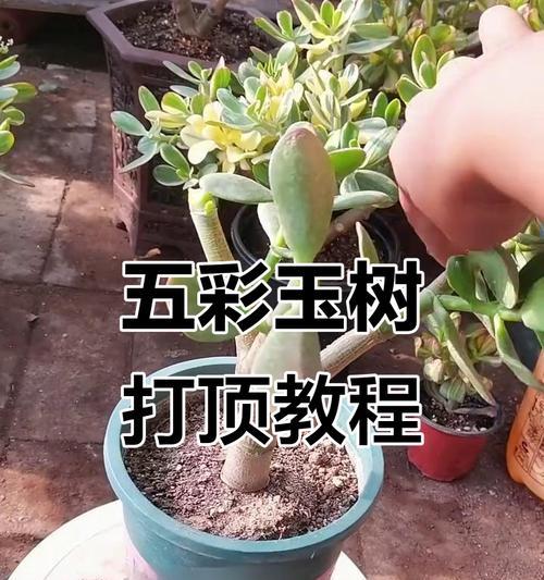 植物打顶的具体含义是什么？