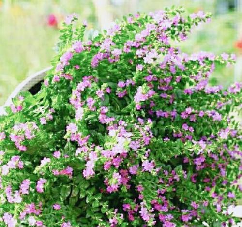 满天星开花后如何进行后续养护？