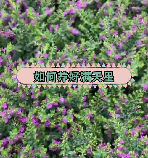 满天星开花后如何进行后续养护？