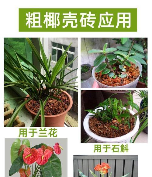 花椰的种植步骤和注意事项？
