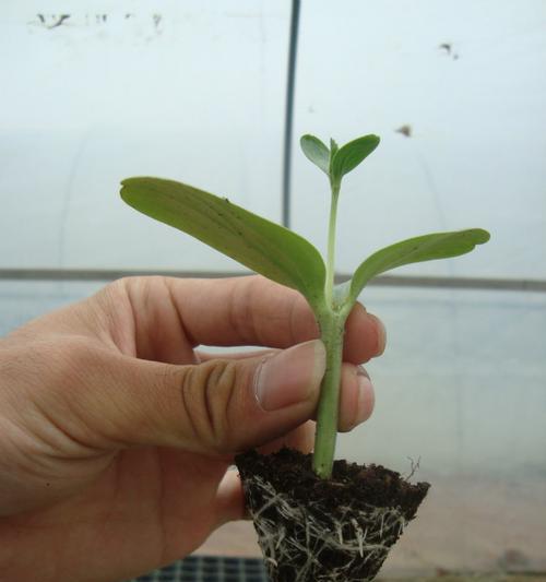 花椰的种植步骤和注意事项？