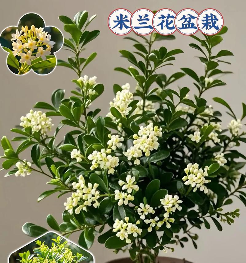 米兰剪枝技巧：怎样修剪米兰促进其开花？