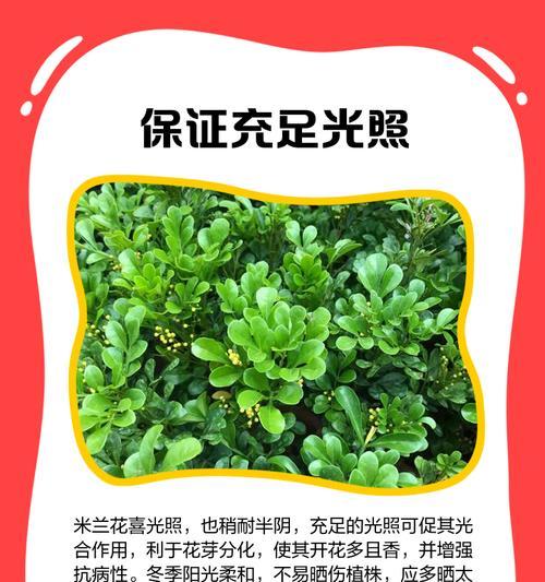 米兰剪枝技巧：怎样修剪米兰促进其开花？