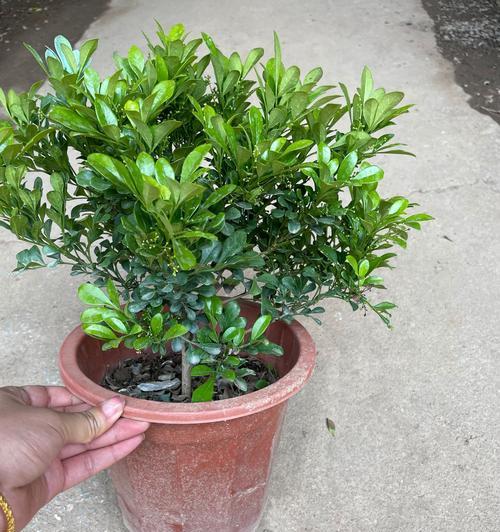 米兰剪枝技巧：怎样修剪米兰促进其开花？