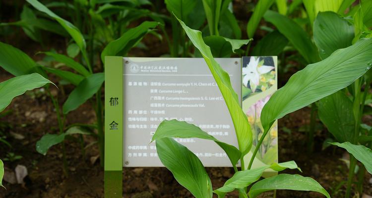郁金香还有哪些别称？