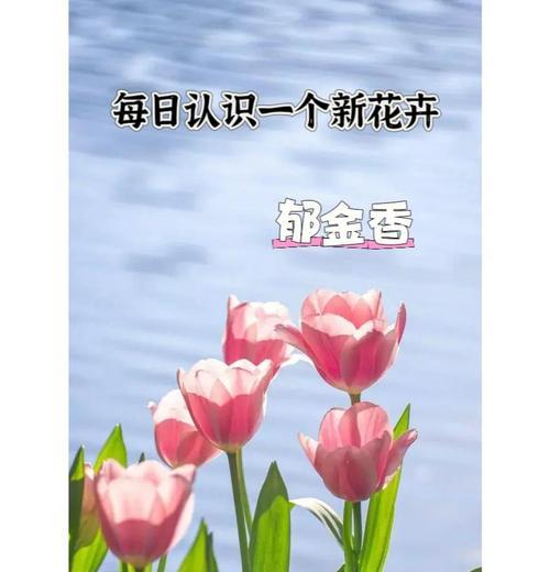 郁金香还有哪些别称？
