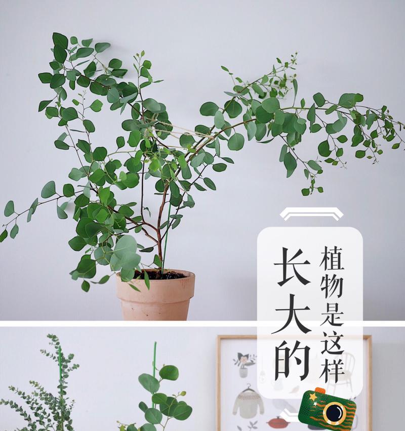 植物生虫子的原因是什么？