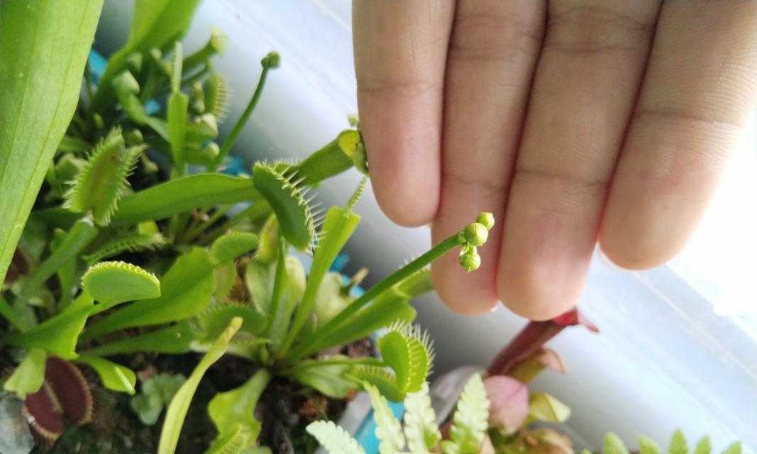 植物生虫子的原因是什么？