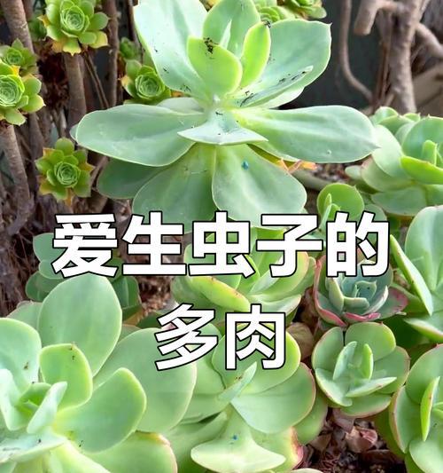 植物生虫子的原因是什么？