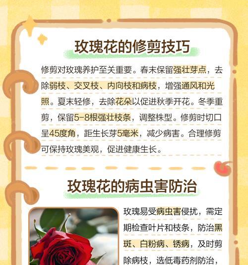 玫瑰花后的修剪技巧是什么？