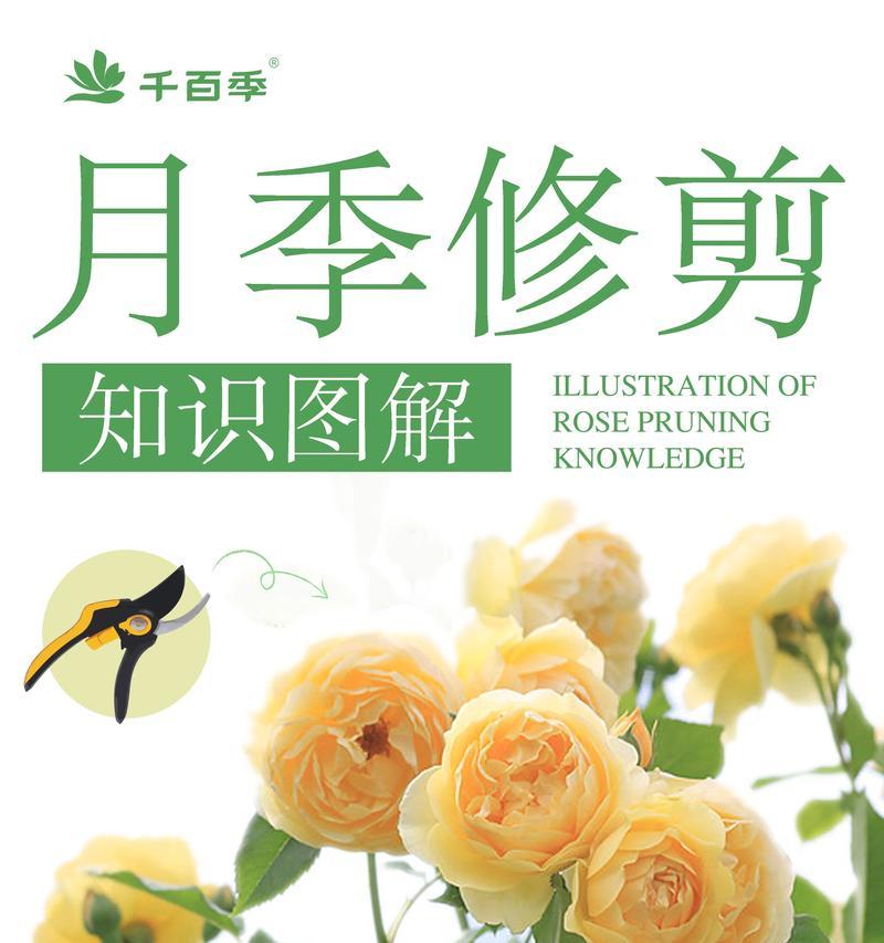 玫瑰花后的修剪技巧是什么？