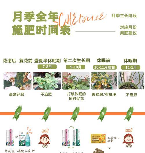 微月怎么养？微月植物的养殖技巧有哪些？