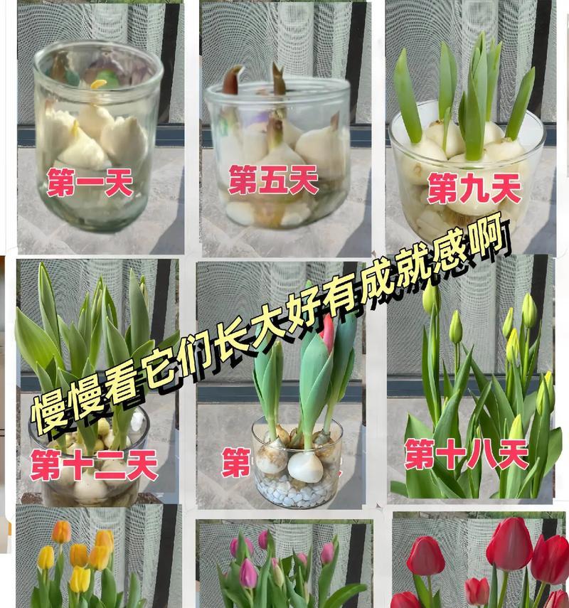 郁金香种植的步骤和注意事项是什么？