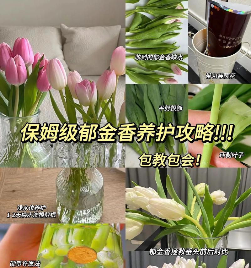 郁金香种植的步骤和注意事项是什么？