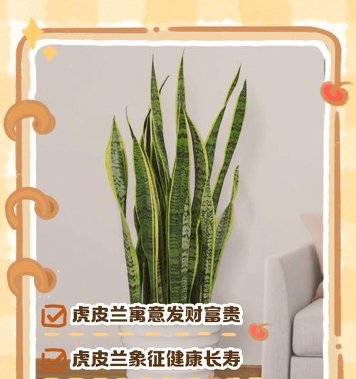 水养虎皮兰技巧：怎样保持其健康生长？