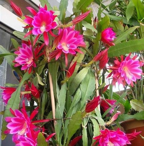 荷花怎么种植和养护？荷花养殖的常见问题有哪些？