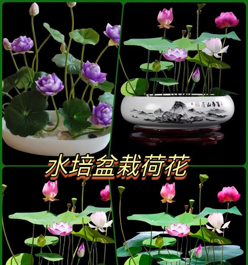 荷花怎么种植和养护？荷花养殖的常见问题有哪些？