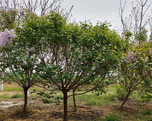 丁香树种植技巧有哪些？怎样栽种丁香树？