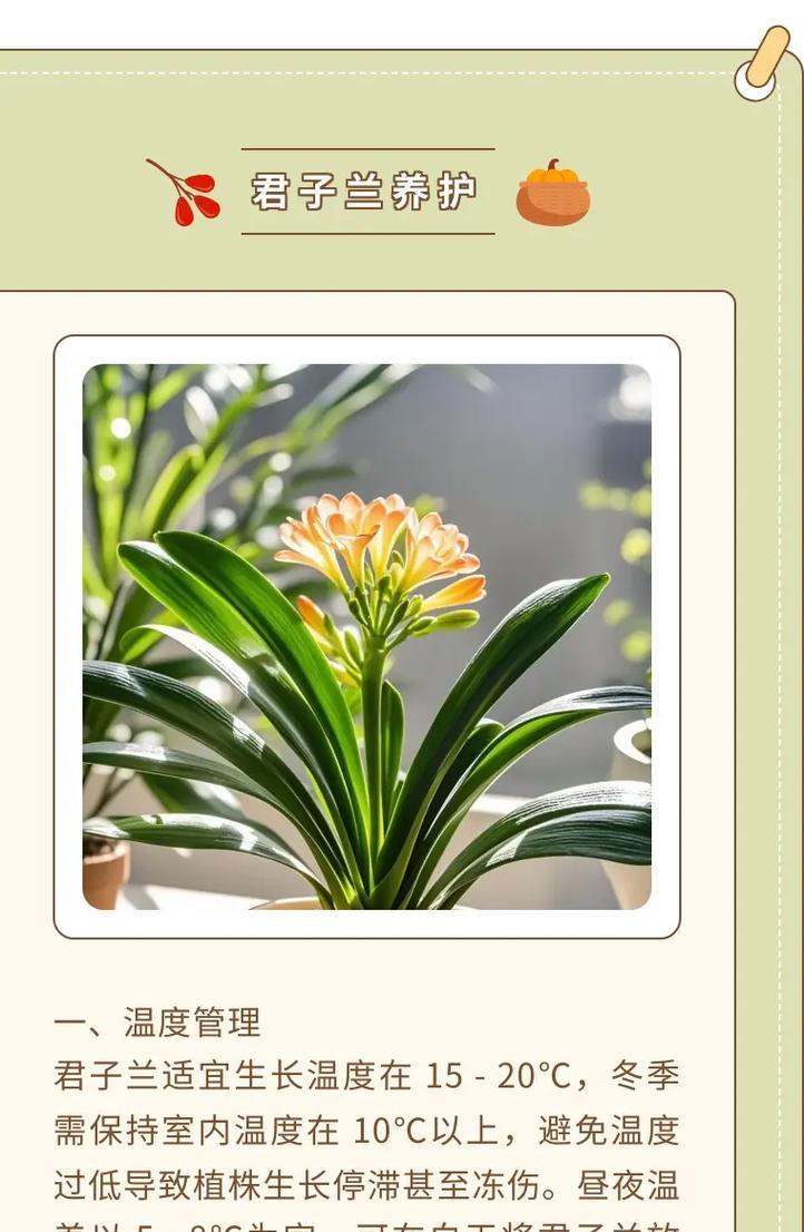 君子兰种子发芽的正确步骤是什么？