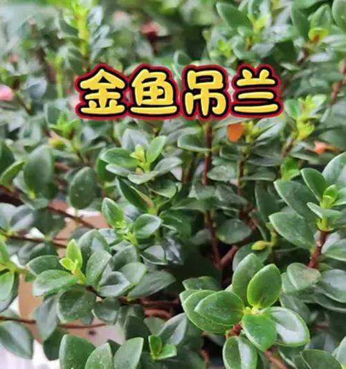 金鱼吊兰冬季怎么养？冬季养殖金鱼吊兰的技巧有哪些？
