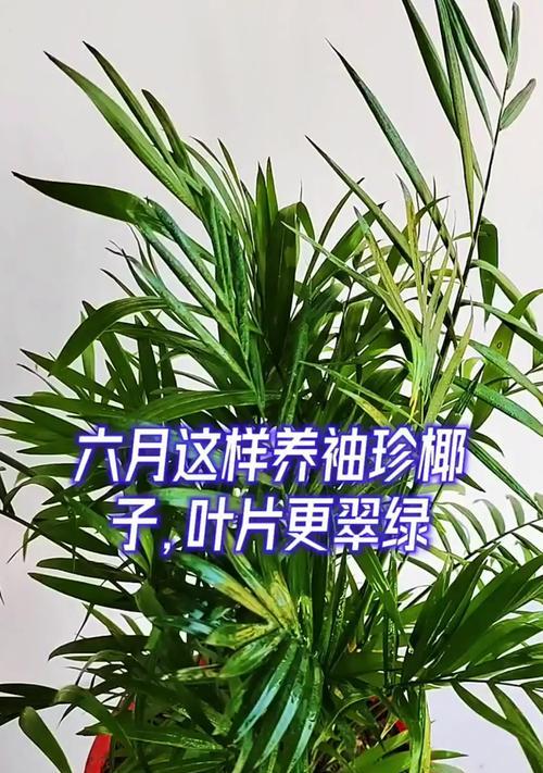 袖珍椰子的养护技巧是什么？如何保持其健康生长？
