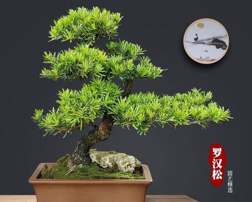 制作松树盆景的步骤和技巧有哪些？