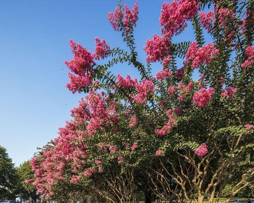 花树品种及名称有哪些？如何挑选最佳的花树品种？