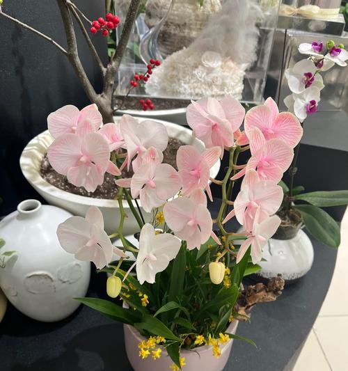 插兰花常用的品种有哪些？如何选择适合插花的兰花品种？
