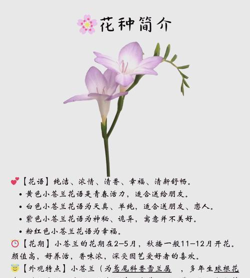 小苍兰种球种植方法是什么？