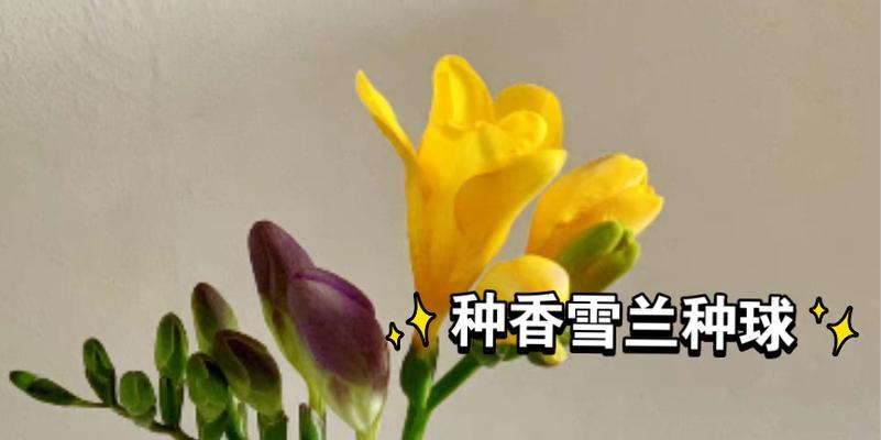 小苍兰种球种植方法是什么？