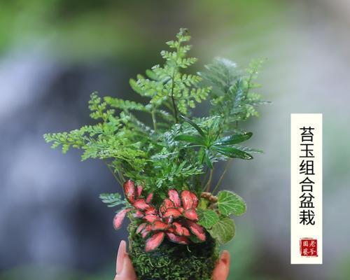盆景苔藓的浇水技巧是什么？怎样才能保持苔藓的活力？