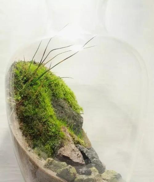 盆景苔藓的浇水技巧是什么？怎样才能保持苔藓的活力？