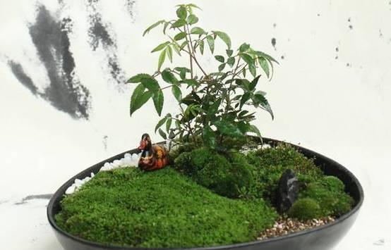 盆景苔藓的浇水技巧是什么？怎样才能保持苔藓的活力？