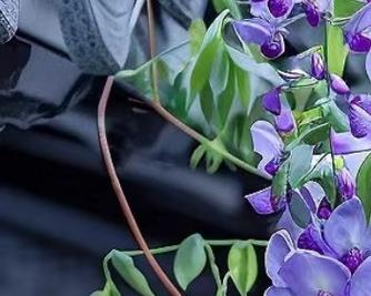 紫藤移植的最佳时机和步骤是什么？