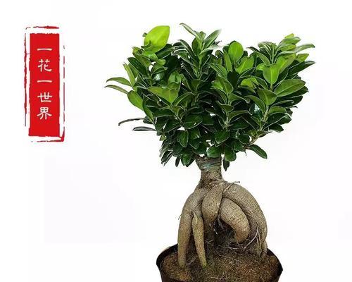 哪些盆栽植物耐寒？耐寒盆栽植物有哪些推荐？