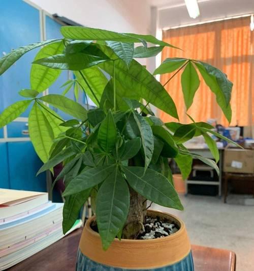 哪些盆栽植物耐寒？耐寒盆栽植物有哪些推荐？