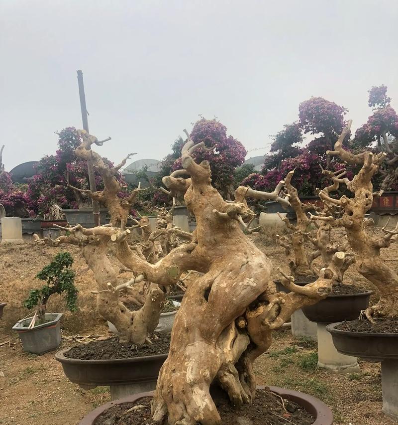 三角梅盆景制作方法是什么？
